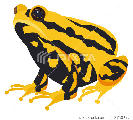Exotic toad. Yellow black animal. Tropical amphibia 112750252