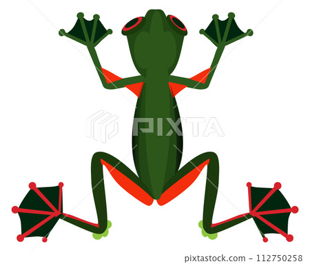 Green frog. Tropical color amphibia. Wild animal Green frog. Tropical color amphibia. Wild animal 112750258