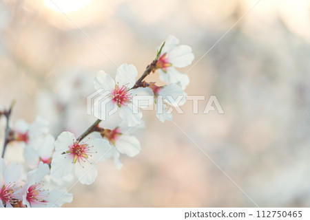 Beautiful branches of white and pink Cherry blossoms on the tree. Beautiful Sakura flowers at spring in the park, nature background. Beautiful branches of white and pink Cherry blossoms on the tree. Beautiful Sakura flowers at spring in the park, nature background. 112750465
