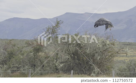 Majestic Black-chested Eagle Taking Flight from Bush 112750572
