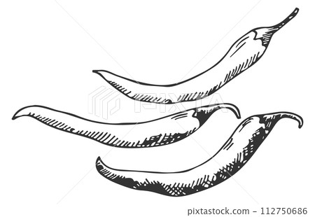 Hot peppers sketch. Chilli mexican spicy vegetable Hot peppers sketch. Chilli mexican spicy vegetable 112750686