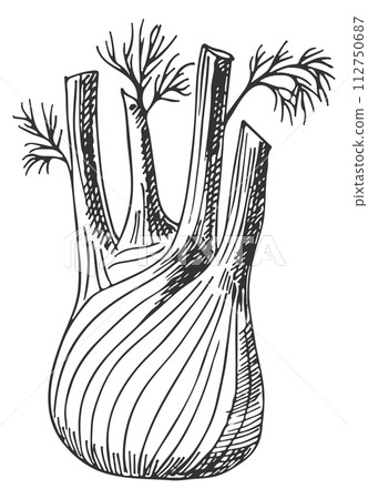 Fennel root sketch. Organic cooking ingredient icon Fennel root sketch. Organic cooking ingredient icon 112750687