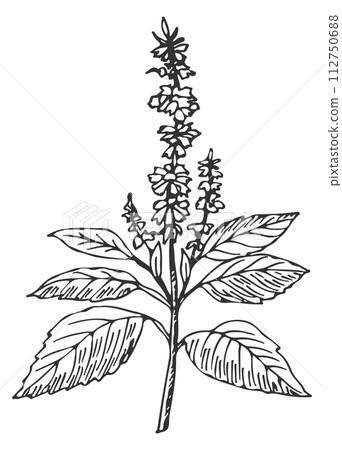 Sage plant. Hand drawn spicy aroma herb Sage plant. Hand drawn spicy aroma herb 112750688