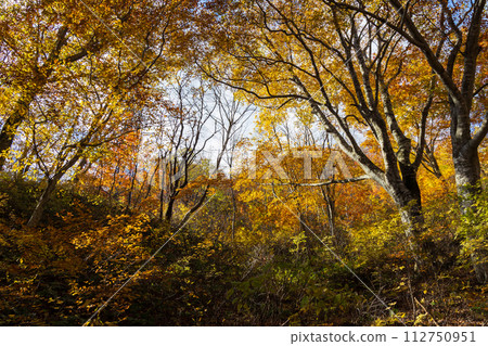 Autumn Mt. Tanigawa: Hiking course at the best time to see the autumn leaves Autumn Mt. Tanigawa: Hiking course at the best time to see the autumn leaves 112750951