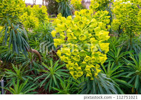 Euphorbia characias Euphorbia characias 112751021