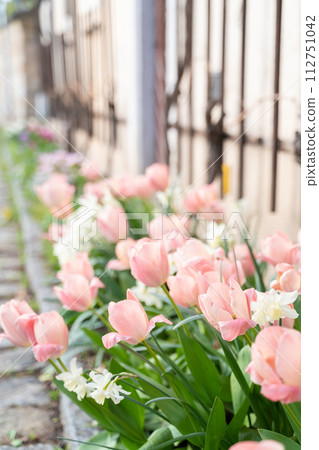 Vibrant pink and white tulip flowers bloom in front of the building Vibrant pink and white tulip flowers bloom in front of the building 112751042