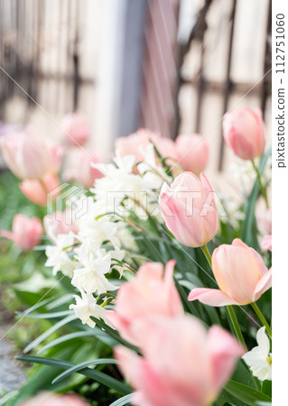A variety of pink and white tulip flowers bloom in the garden 112751060