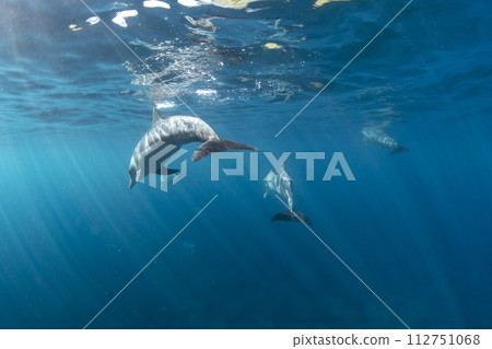 Wild dolphins swimming in a group Wild dolphins swimming in a group 112751068