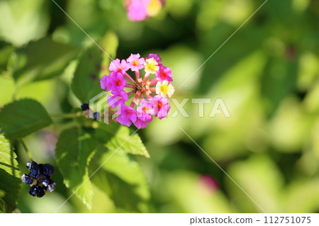 馬纓丹花 馬纓丹花 112751075