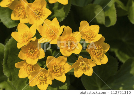Yellow flower Ezonoryukinka Ezo Tachikinka Yellow flower Ezonoryukinka Ezo Tachikinka 112751310