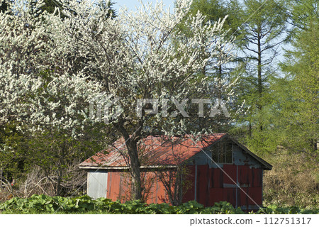 一座古老的鐵皮屋頂小屋孤零零地矗立著，一棵樹上開滿了春天的白色花朵。 112751317
