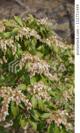 阿塞比花 112751484