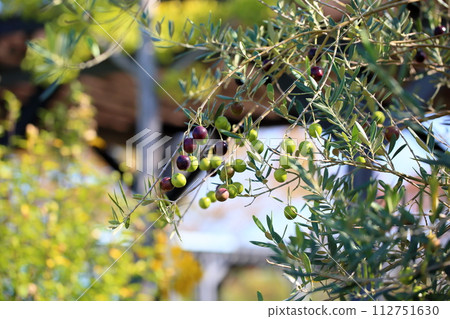 Refreshing olive fruit 112751630