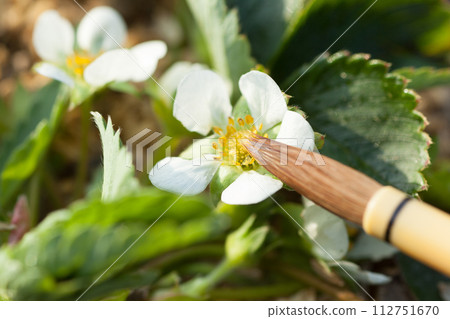 Artificial pollination of strawberries Artificial pollination of strawberries 112751670