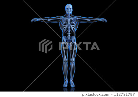 Human Skeleton. Front view. 3D Rendering 112751797