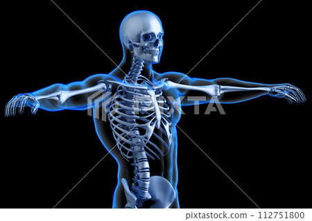 Human skeleton torso. Anatomical illustration. 3D Rendering 112751800