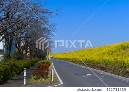 Road along the Edogawa River, Misato City, Saitama Prefecture March 2024 112751889