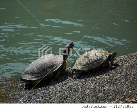 Two turtles drying their shells together 112751932