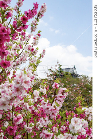 盛開的桃花和岡崎城天守閣 112752038