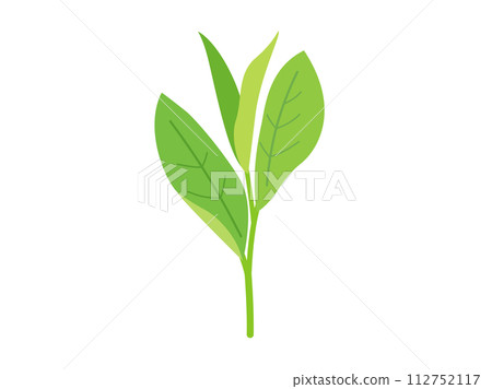 茶芽的插圖 112752117