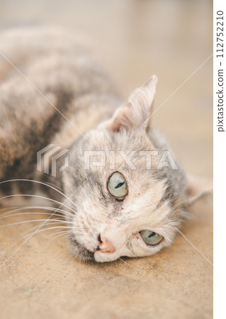 A captivating close-up of a cat lounging lazily, its striking green eyes gazing into the distance with a look of serene contentment. A captivating close-up of a cat lounging lazily, its striking green eyes gazing into the distance with a look of serene contentment. 112752210