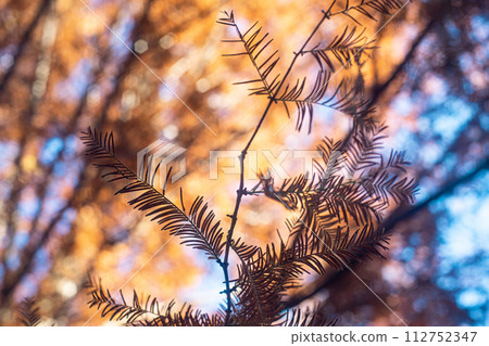 Orange leaves 112752347