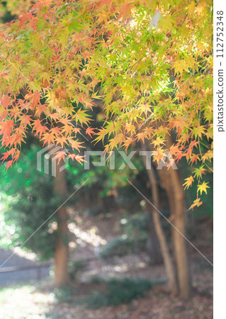 黃色秋葉 黃色秋葉 112752348
