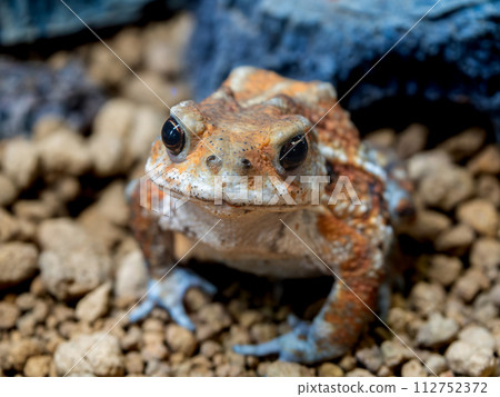 Close up of Miyako toad Close up of Miyako toad 112752372