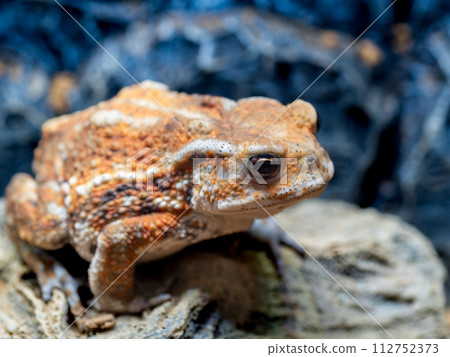 Close up of Miyako toad Close up of Miyako toad 112752373