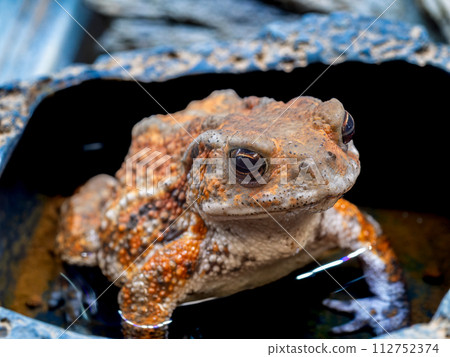 Close up of Miyako toad Close up of Miyako toad 112752374