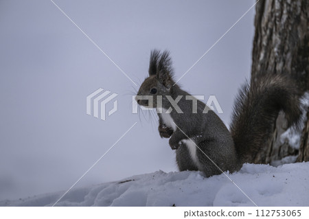 一隻松鼠站在雪地裡 一隻松鼠站在雪地裡 112753065