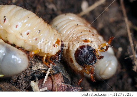 Japanese beetle larvae growing large in natural forest soil (natural light + strobe, macro close-up photography) 112753233