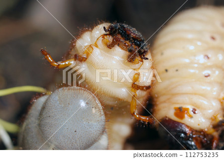 Japanese beetle larvae growing large in natural forest soil (natural light + strobe, macro close-up photography) 112753235