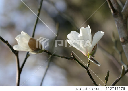 Elegant and beautiful white flowers of the early spring flowering tree Kobushi against the background of the bright early spring swollen sky (macro photography under clear skies) 112753376