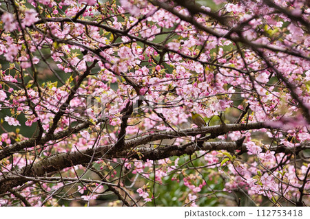 White-eyes at Kawazu cherry blossoms herald the arrival of spring White-eyes at Kawazu cherry blossoms herald the arrival of spring 112753418