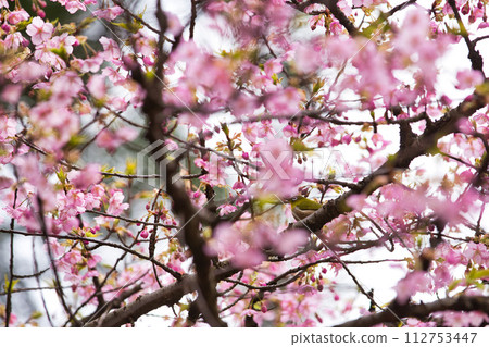 White-eyes at Kawazu cherry blossoms herald the arrival of spring White-eyes at Kawazu cherry blossoms herald the arrival of spring 112753447