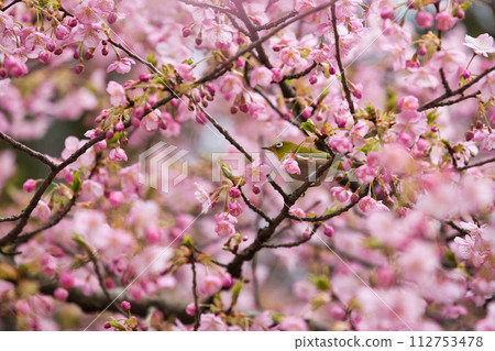 河津櫻花的白眼預示著春天的到來 河津櫻花的白眼預示著春天的到來 112753478