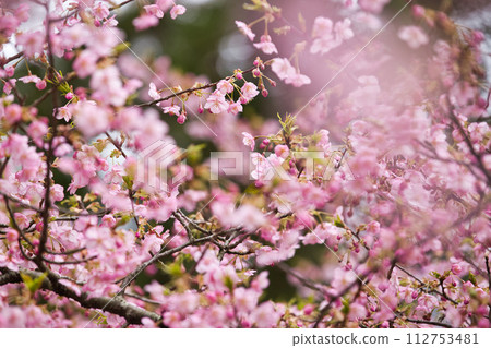White-eyes at Kawazu cherry blossoms herald the arrival of spring White-eyes at Kawazu cherry blossoms herald the arrival of spring 112753481