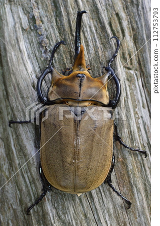 森林裡一棵樹上的大象甲蟲 森林裡一棵樹上的大象甲蟲 112753793