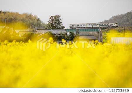 Local train running through a field of rape blossoms (JR Kyushu Kiha 47 series diesel train) 112753889