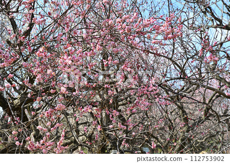 Early spring arrival, Yaesaki, red plum blossoms, Fukaya City 112753902