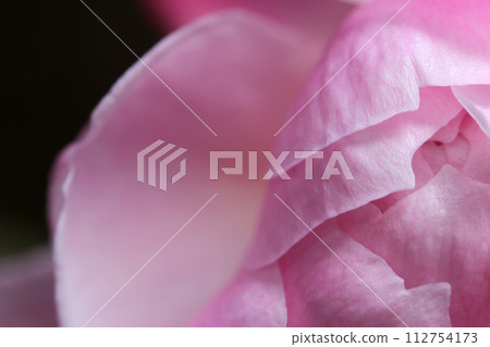 Bright elegant pink rose petal texture (natural light + macro close-up photo) Bright elegant pink rose petal texture (natural light + macro close-up photo) 112754173