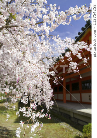 醉在春天裡 112754258