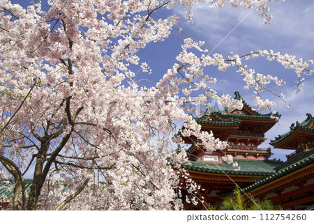 Red weeping blooming in the shrine garden 112754260
