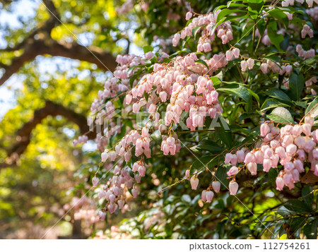 Akebonoacebi blooms pink flowers in spring 112754261