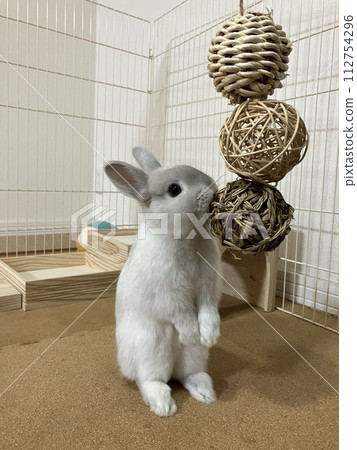 pet rabbit playing indoors pet rabbit playing indoors 112754296