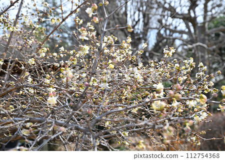 Early spring arrival Winter bloom Lonicera flag Fukaya City Early spring arrival Winter bloom Lonicera flag Fukaya City 112754368