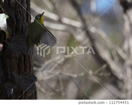 白眼鳥在鄉村飛翔 白眼鳥在鄉村飛翔 112754451