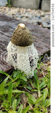 Bamboo Mushroom or Lady Mushroom Bamboo Mushroom or Lady Mushroom 112754558