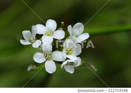 Group of cute white flowers of Tanetsukebana (natural light + strobe, macro close-up photography) Group of cute white flowers of Tanetsukebana (natural light + strobe, macro close-up photography) 112754596